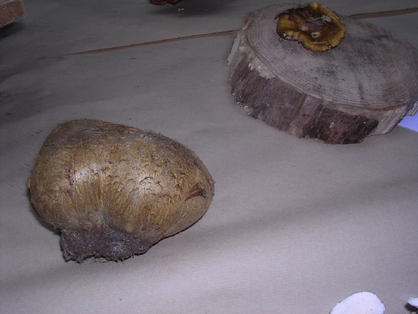 SCLERODERMA POLYRHIZUM